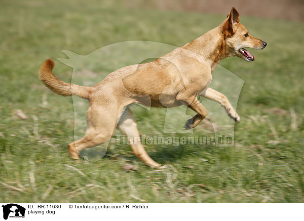 spielender Hund / playing dog / RR-11630