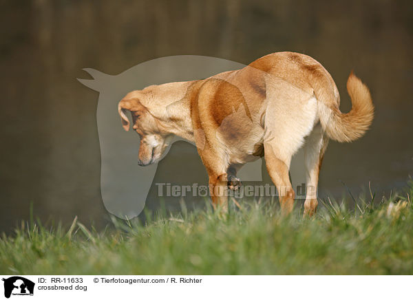 Mischlings Hund / crossbreed dog / RR-11633