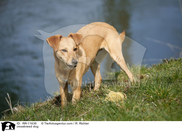 Mischlings Hund / crossbreed dog / RR-11636