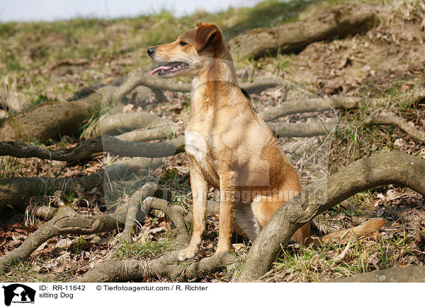 sitzender Hund / sitting Dog / RR-11642