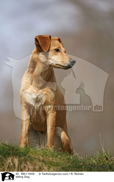 sitzender Hund / sitting Dog / RR-11649