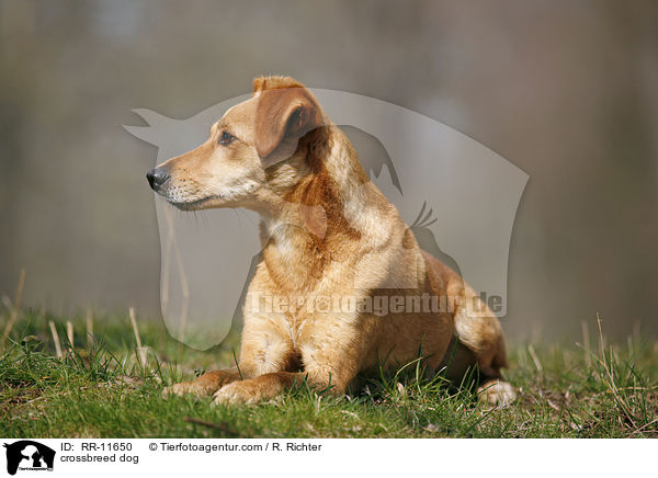Mischlings Hund / crossbreed dog / RR-11650