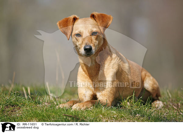 Mischlings Hund / crossbreed dog / RR-11651