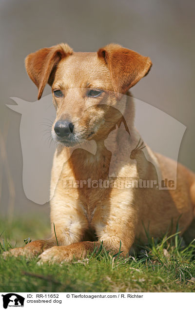 Mischlings Hund / crossbreed dog / RR-11652