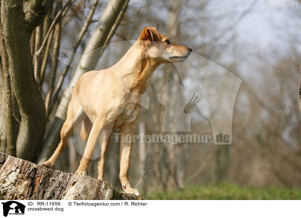 Mischlings Hund / crossbreed dog / RR-11656