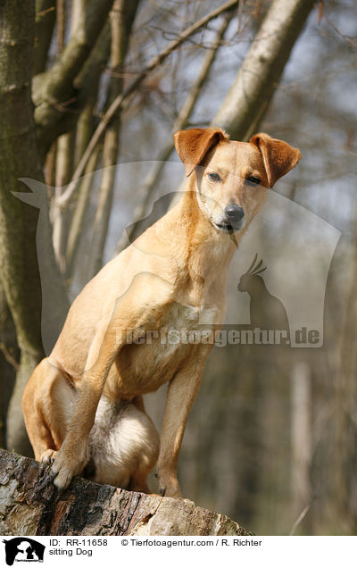 sitzender Hund / sitting Dog / RR-11658