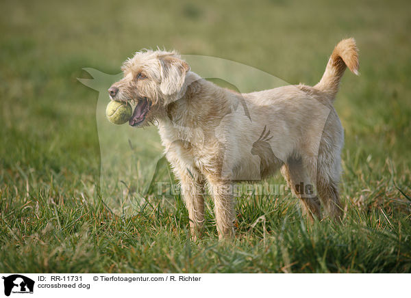 Mischling / ccrossbreed dog / RR-11731