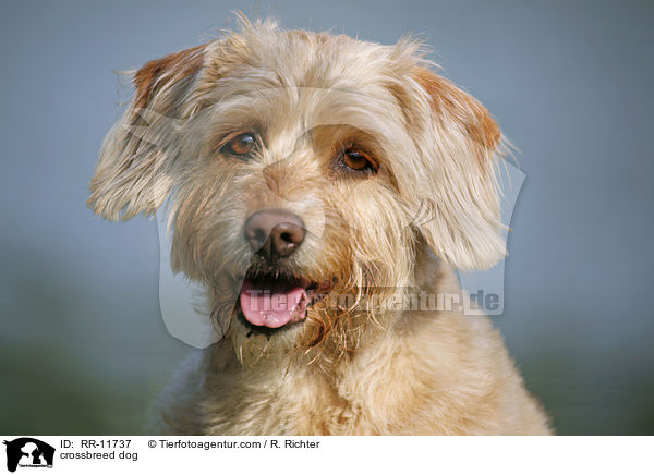Mischling Hund / crossbreed dog / RR-11737