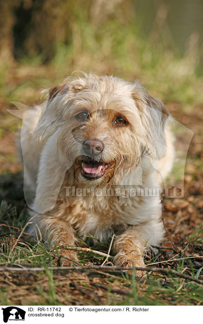 Mischling Hund / crossbreed dog / RR-11742