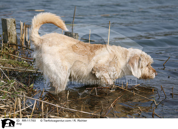 Hund am Wasser / dog / RR-11760