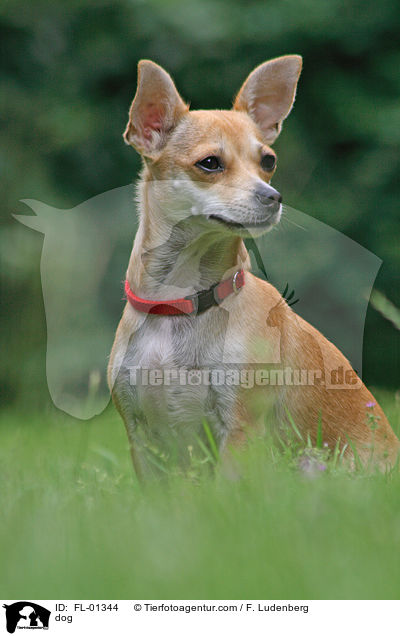 Chihuahua-Mischling / dog / FL-01344