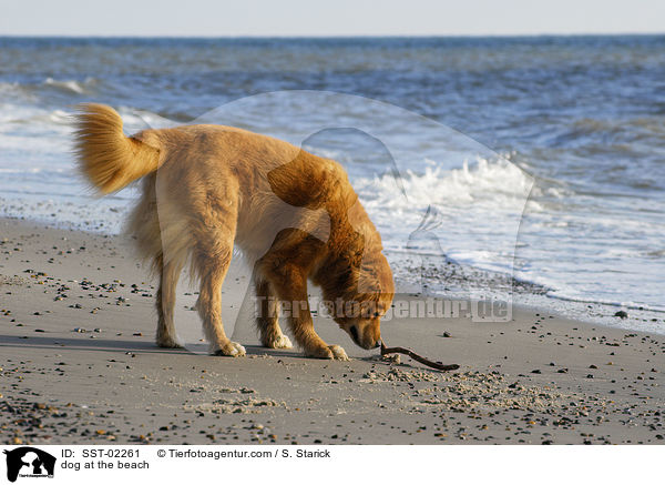 Mischling am Strand / dog at the beach / SST-02261