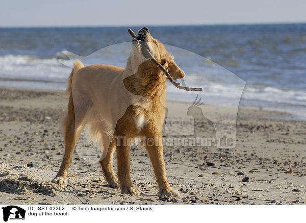 Mischling am Strand / dog at the beach / SST-02262