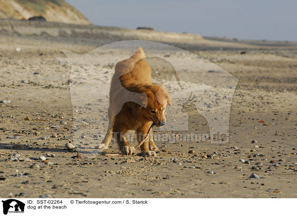 Mischling am Strand / dog at the beach / SST-02264
