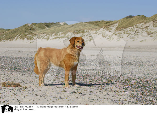 Mischling am Strand / dog at the beach / SST-02267