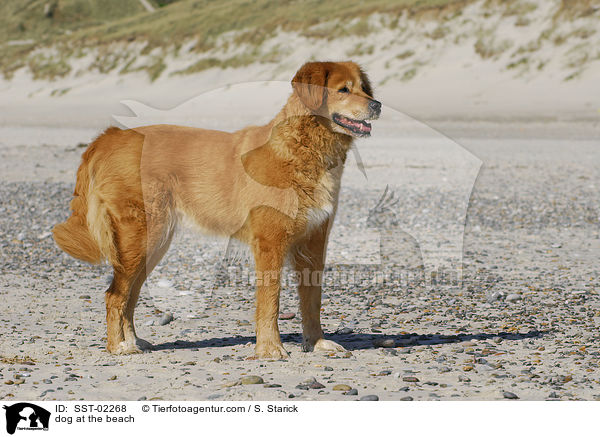 Mischling am Strand / dog at the beach / SST-02268