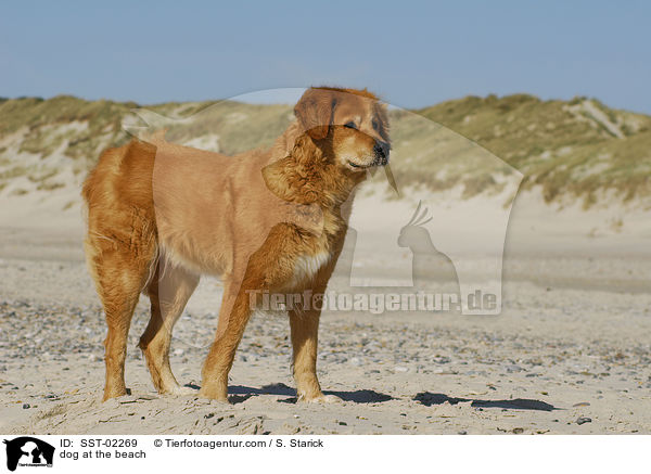 Mischling am Strand / dog at the beach / SST-02269