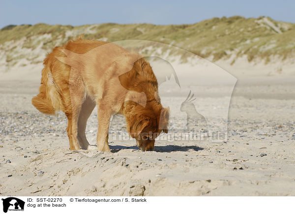 Mischling am Strand / dog at the beach / SST-02270