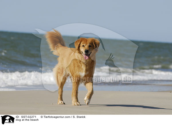 Mischling am Strand / dog at the beach / SST-02271