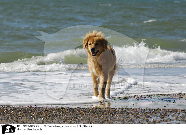 Mischling am Strand / dog at the beach / SST-02272