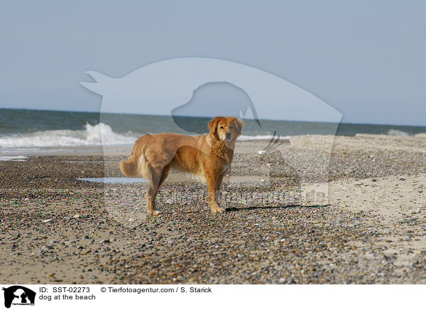 Mischling am Strand / dog at the beach / SST-02273