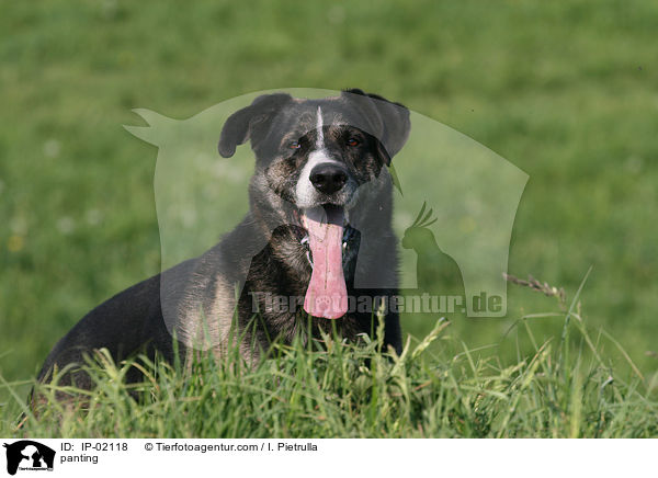 hecheln / panting / IP-02118