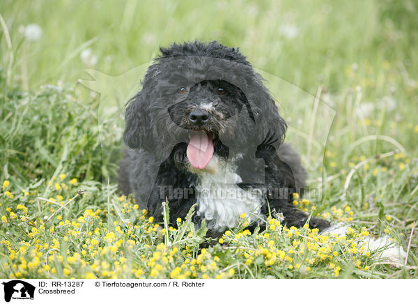 Mischling / Crossbreed / RR-13287