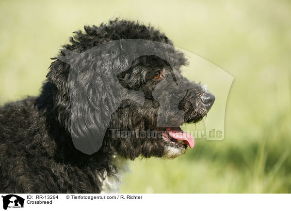 Mischling / Crossbreed / RR-13294