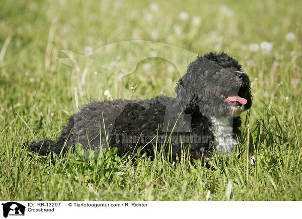 Mischling / Crossbreed / RR-13297