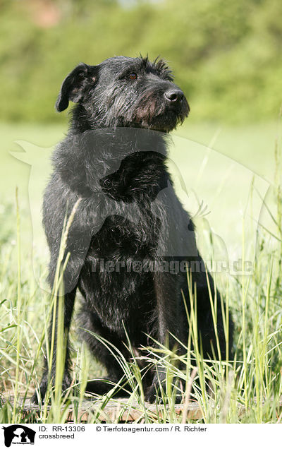 Schnauzer-Mischling / crossbreed / RR-13306