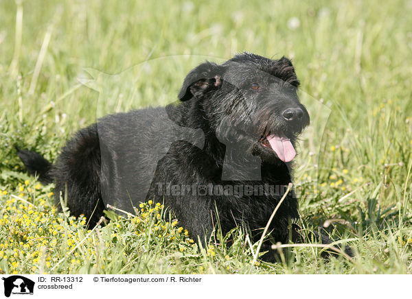 Schnauzer-Mischling / crossbreed / RR-13312