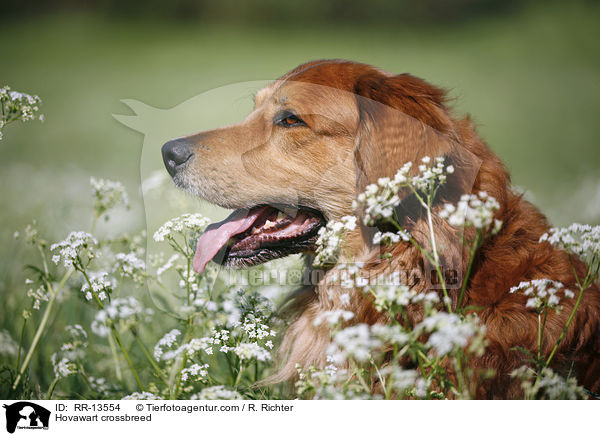Hovawart-Mischling / Hovawart crossbreed / RR-13554