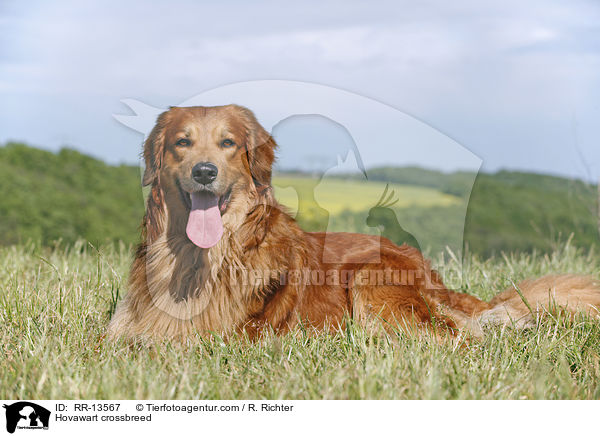 Hovawart-Mischling / Hovawart crossbreed / RR-13567