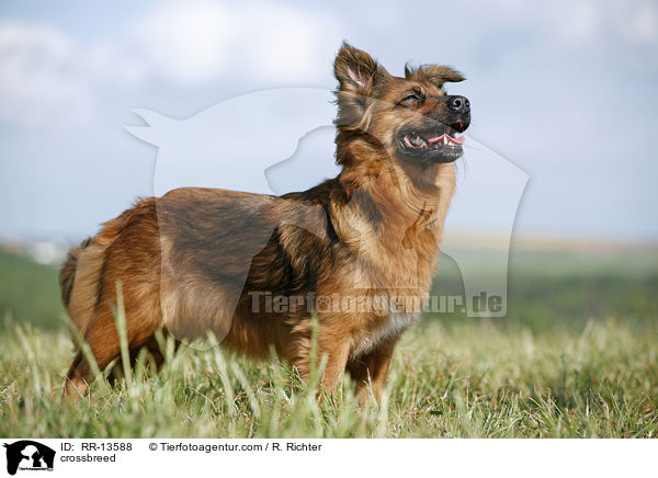 Mischling / crossbreed / RR-13588