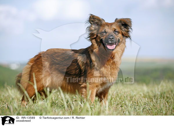 Mischling / crossbreed / RR-13589
