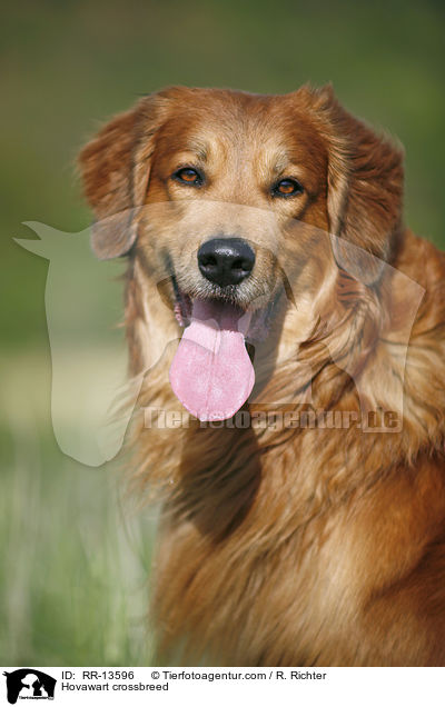 Hovawart-Mischling / Hovawart crossbreed / RR-13596