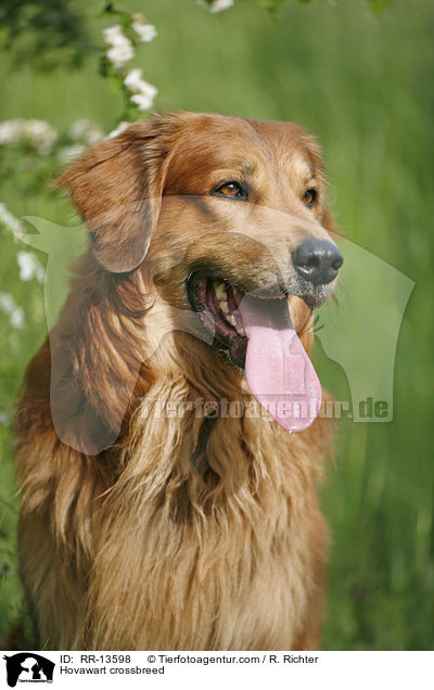 Hovawart-Mischling / Hovawart crossbreed / RR-13598