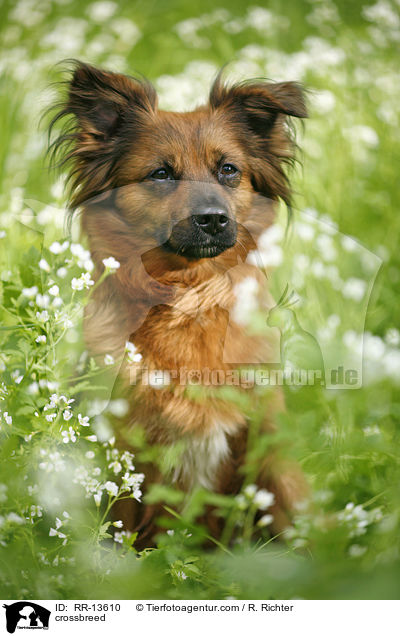 Mischling / crossbreed / RR-13610