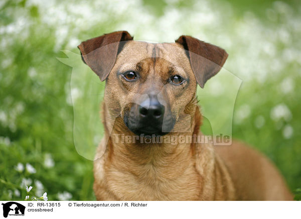 Mischling / crossbreed / RR-13615