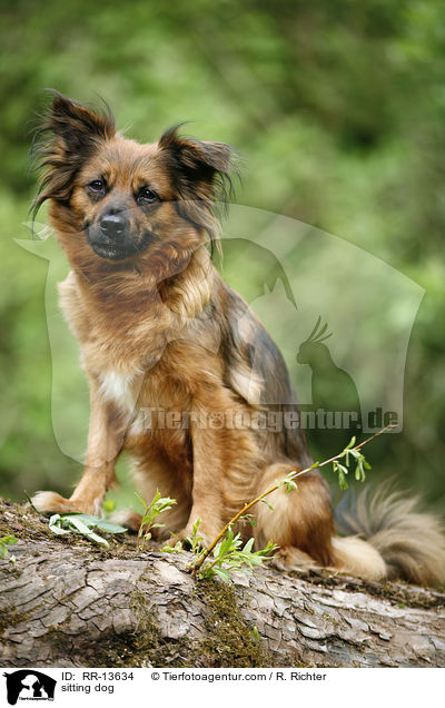 sitzender Hund / sitting dog / RR-13634