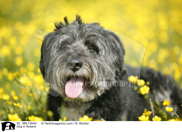 Hund im Blumenmeer / dog in flowers / RR-13640