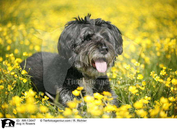 Hund im Blumenmeer / dog in flowers / RR-13647