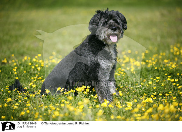 Hund im Blumenmeer / dog in flowers / RR-13649