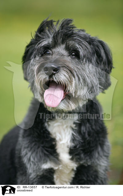 Mischling / crossbreed / RR-13657
