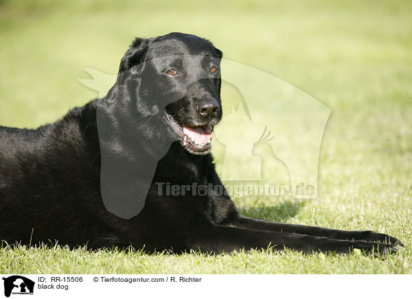 schwarzer Hund / black dog / RR-15506