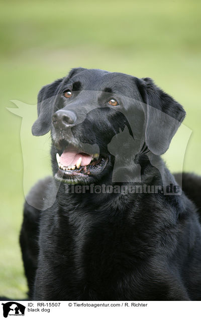 schwarzer Hund / black dog / RR-15507