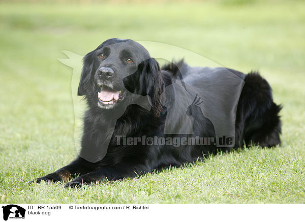 schwarzer Hund / black dog / RR-15509