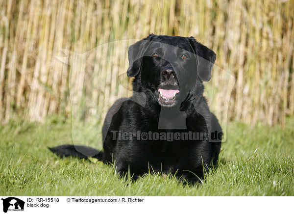 schwarzer Hund / black dog / RR-15518