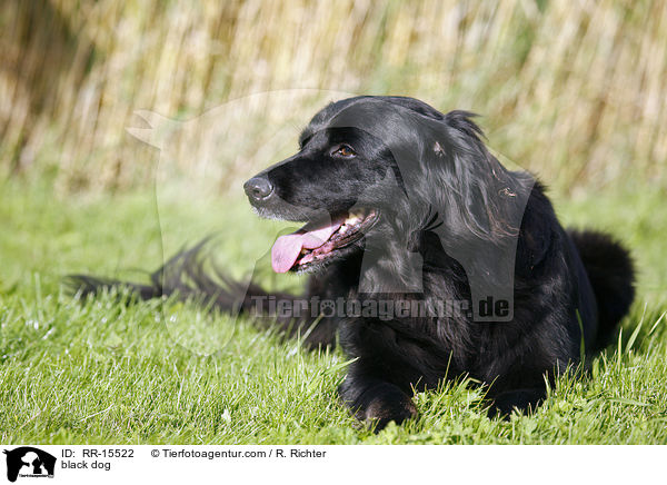 schwarzer Hund / black dog / RR-15522