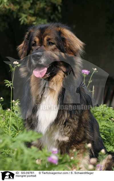 Mischling Portrait / mongrel portrait / SS-09761